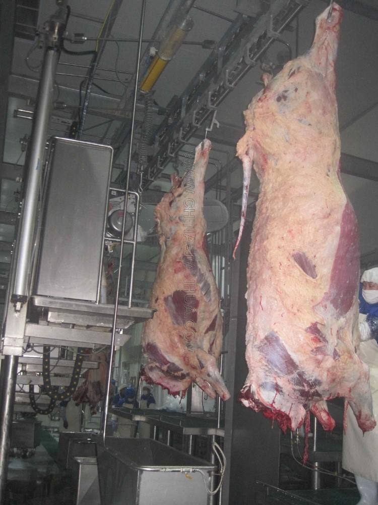 Nhà máy giết mổ bò & trâu Halal – Công suất 100 con/ngày - Image 5